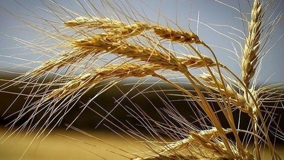 کاهش ۱۵ درصدی تولید گندم در گناباد