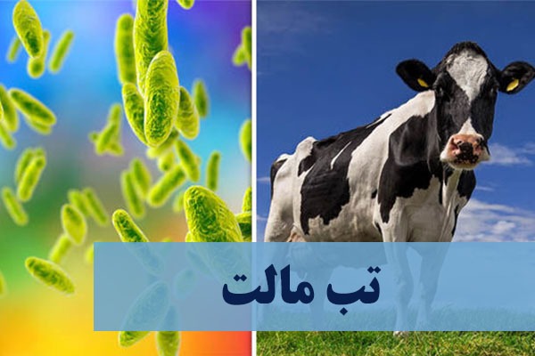 آشنایی دامداران با راهکار‌های تشخیص، پیشگیری و مبارزه با بیماری تب مالت