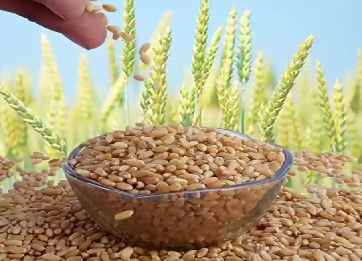 معرفی جدیدترین بذرهای گیاهی ایران در روز مزرعه