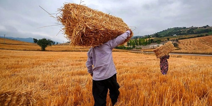 پیش‌بینی تولید ۶ میلیون تن گندم در دیم‌زار‌های کشور