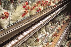 تولید روزانه ۶ تن تخم مرغ در سبزوار