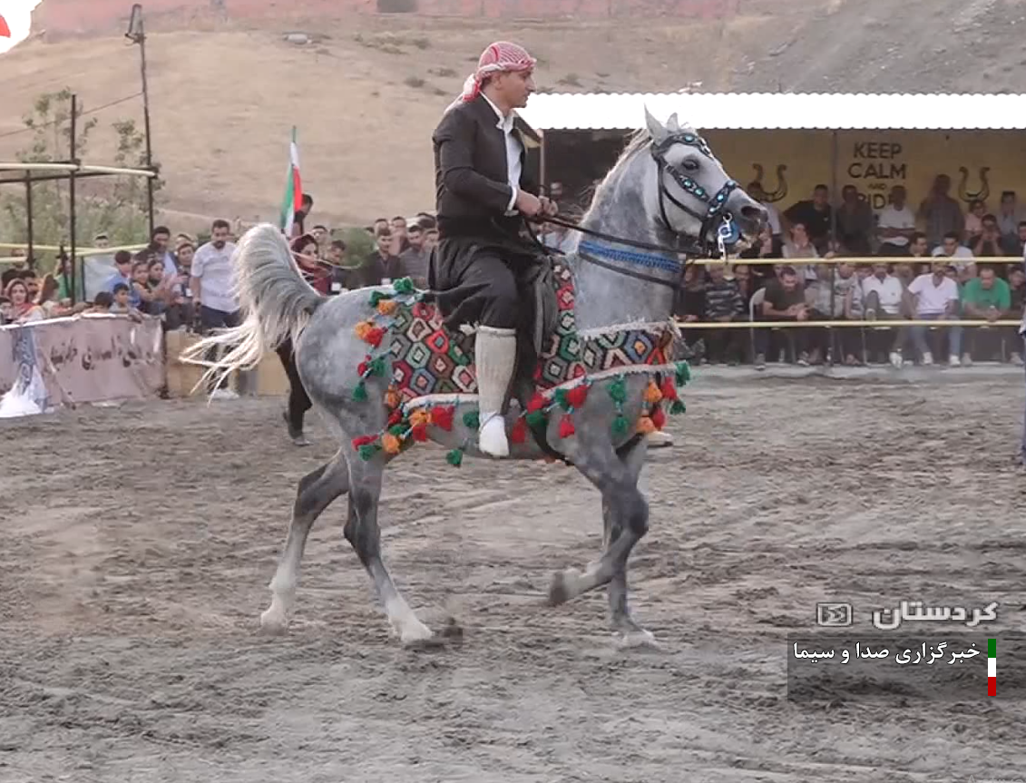 لزوم برنامه ریزی مسئولان برای حفظ ذخایر ژنتیکی اسب کرد