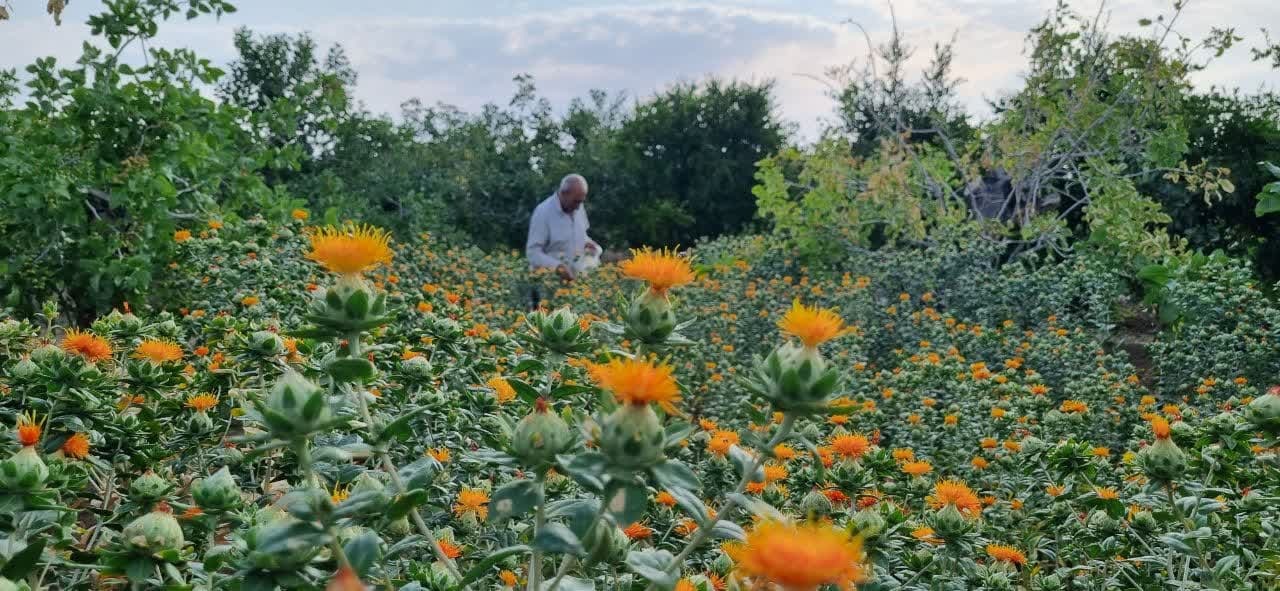 آغاز برداشت گلرنگ در بافق