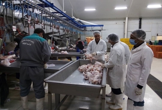 تولید ۲ هزار تن گوشت مرغ در کشتارگاه طیور شهرستان گناباد