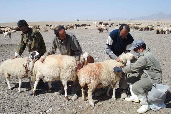 مایه‌کوبی ۱۴۳ هزار رأس دام در بوکان علیه طاعون نشخوارکنندگان کوچک