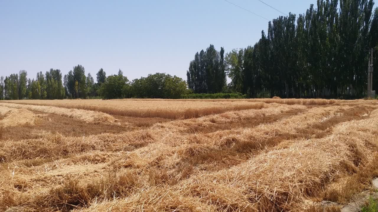 پیش بینی تولید بیش از یک میلیون تن گندم از مزارع آذربایجان غربی 