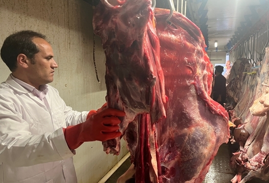 شناسایی و حذف لاشه گاو غیر قابل مصرف در شهرستان قاینات