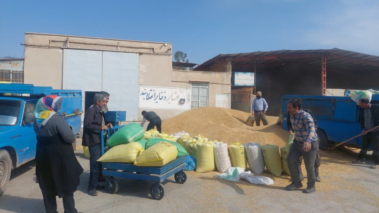 توزیع هزارو ۳۵۰ تن جو مدت‌دار بین عشایر شهرستان بردسکن