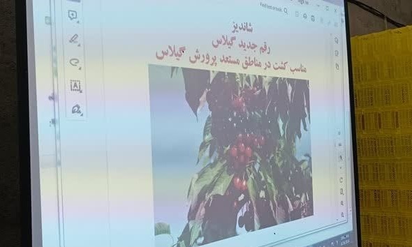 برگزاری روز مزرعه گیلاس در نیشابور