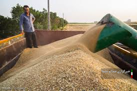 میزان خرید گندم به بیش از ۱۹۲ هزار تن رسید