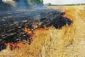سوزاندن بقایای گیاهان، تهدید علیه بهداشت عمومی و غیرقانونی است