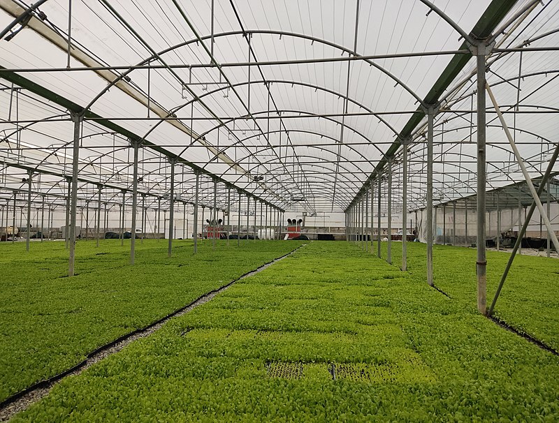 ساخت ۱۲۰ گلخانه در بردسکن خراسان رضوی نیازمند دریافت تسهیلات است