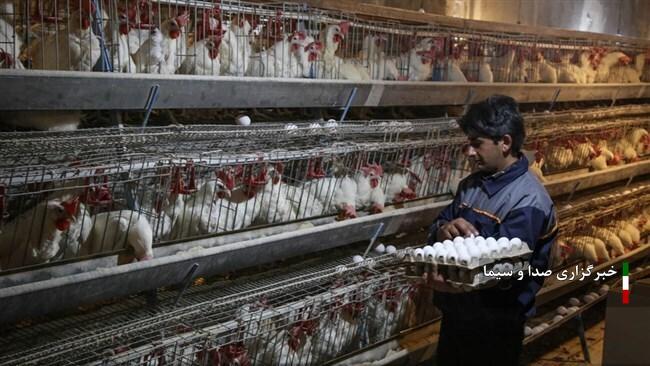 سهم ۹.۵ درصدی آذربایجان شرقی در تولید تخم مرغ کشور