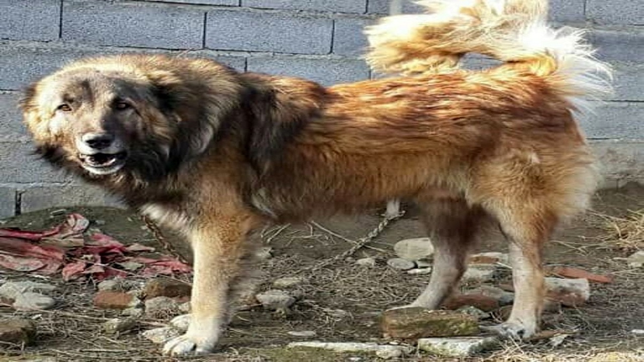 سگ‌ها عامل ۸۴ درصد حیوان گزیدگی در کردستان