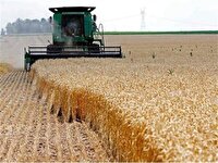 پیش‌بینی تولید بیش از یک میلیون تن گندم در آذربایجان‌غربی