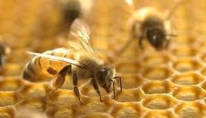 رهاسازی زنبور براکون در ۲۵ هکتار از مزارع ذرت پردیس تحقیات و مرکز آموزش کشاورزی میاندوآب 