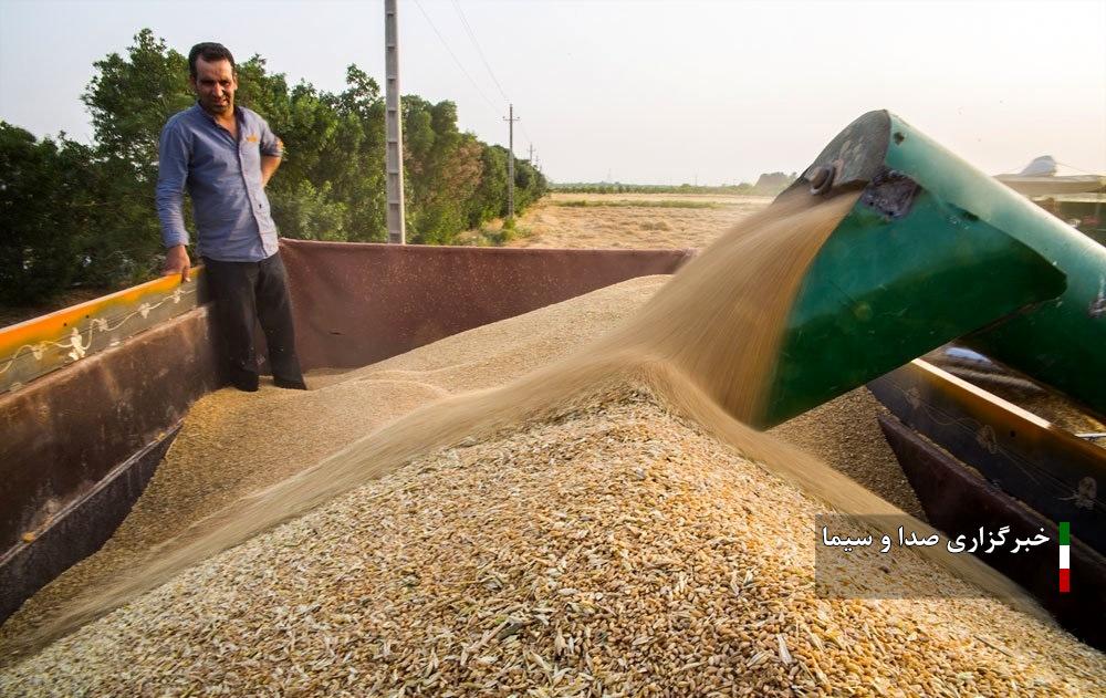 خرید ۱۶۰ هزار تن گندم تولیدی مازاد کشاورزان هشترودی