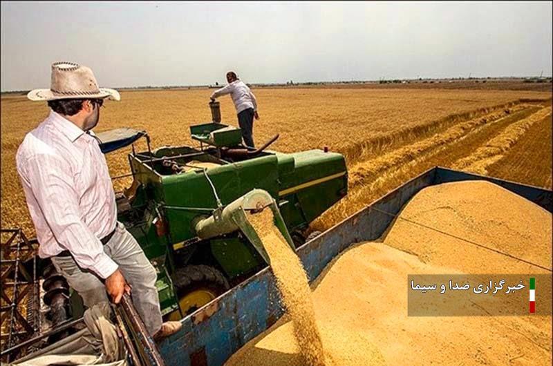 خرید ۲۲۰ هزار تن گندم از کشاورزان لرستانی