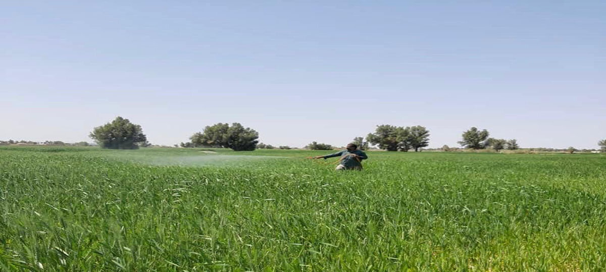 مبارزه با آفت سن غلات در ۲۴۸ هزار هکتار مزارع فارس