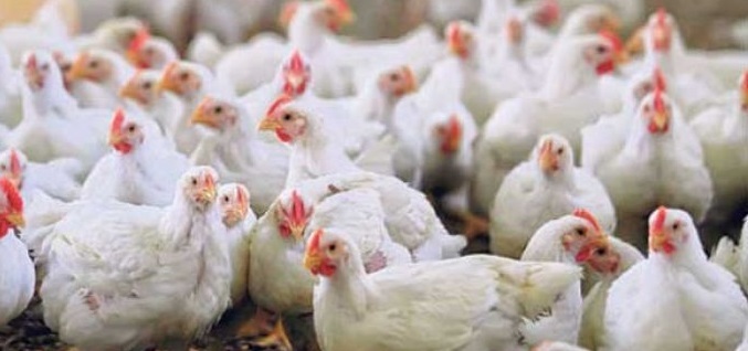 رونق تولید با افزایش ۳۷ درصدی تولید مرغ در خراسان جنوبی
