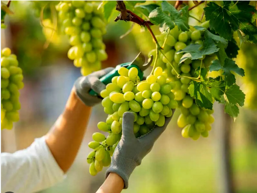 پیش بینی برداشت ۷۳۰ تن انگور از تاکستان‌های کارون