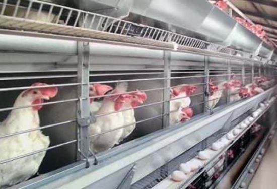 صادرات دومین مرحله مرغ تخمگذار از قوچان به افعانستان