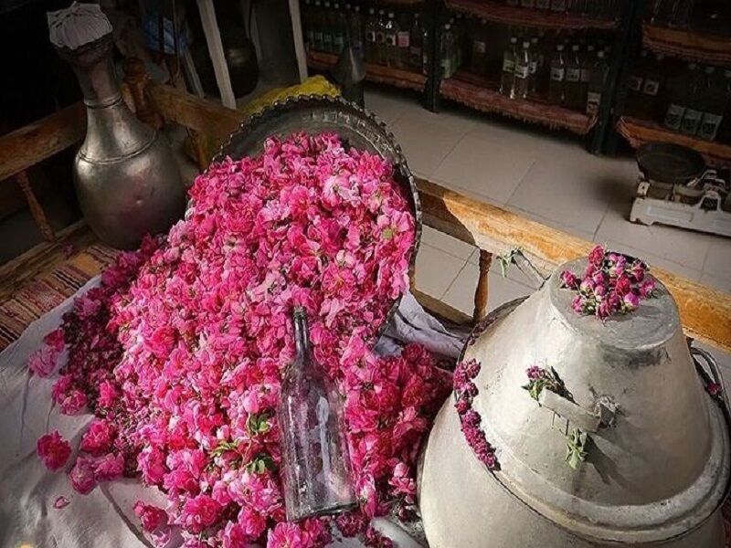 به گلاب تبدیل شدن ۶۰ درصد گل‌محمدی تولیدی خراسان رضوی