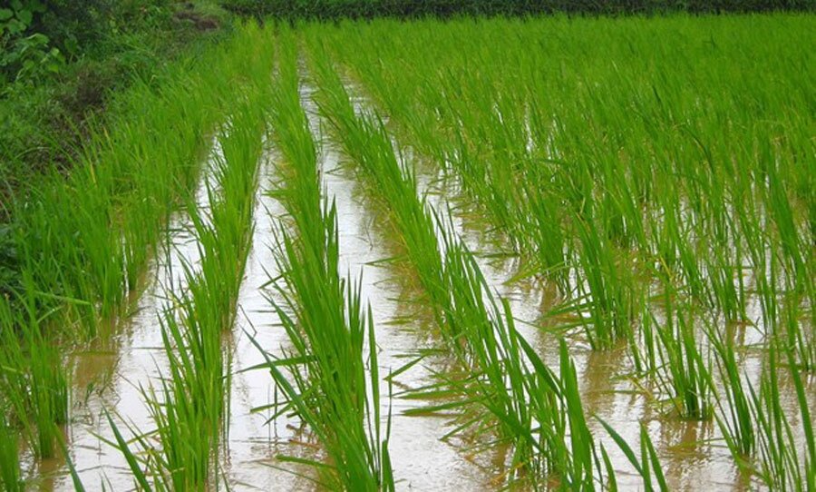 توسعه کشت برنج در کارون با روش‌های نوین آبیاری