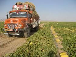 کشت محصولات کشاورزی در۱۰ هزار هکتار از مزارع دیم صالح آباد