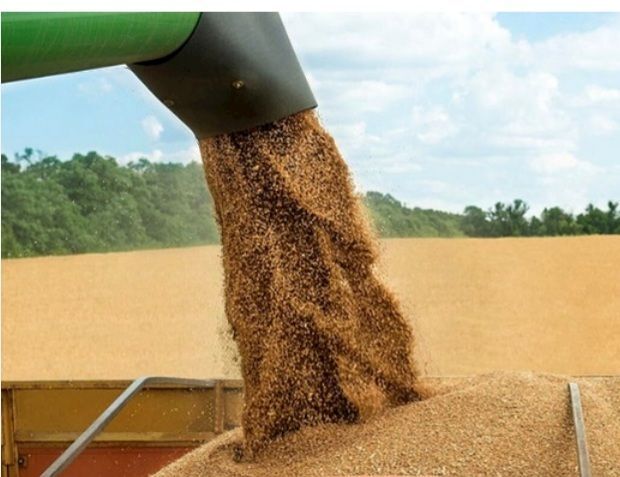 خرید بیش از پنج هزار تن گندم تولیدی در بخش رخ تربت حیدریه