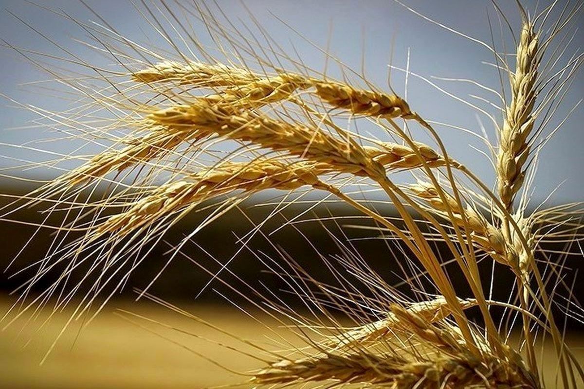 خریداری بیش از  ۸ هزار تن گندم مازاد بر نیاز کشاورزان تربت حیدریه