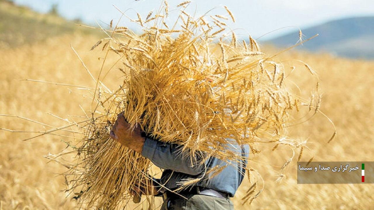 خرید تضمینی بیش از ۱۰۶ هزار تن گندم در کردستان