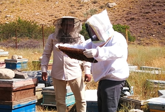 هشدار شبکه دامپزشکی گلبهار به زنبورداران درپی افزایش دما