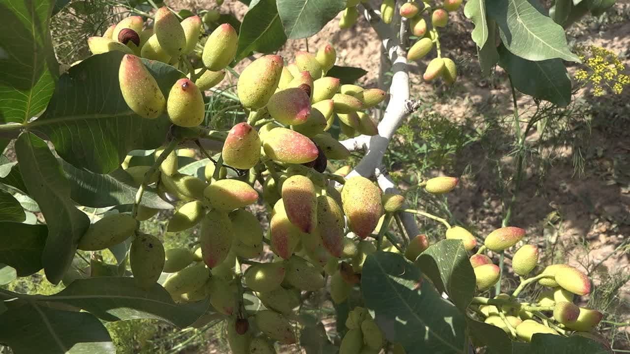 افزایش ۳۰ درصدی سطح زیرکشت باغات پسته در خوی 