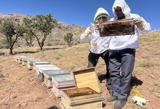 بررسی زنبورستان‌های تربت حیدریه به لحاظ آلودگی به بیماری‌ها