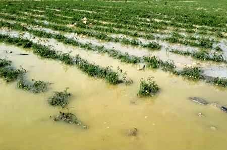 خسارت ۲۰۰ هزار میلیارد ریالی بارش ها به کشاورزی خراسان‌ رضوی
