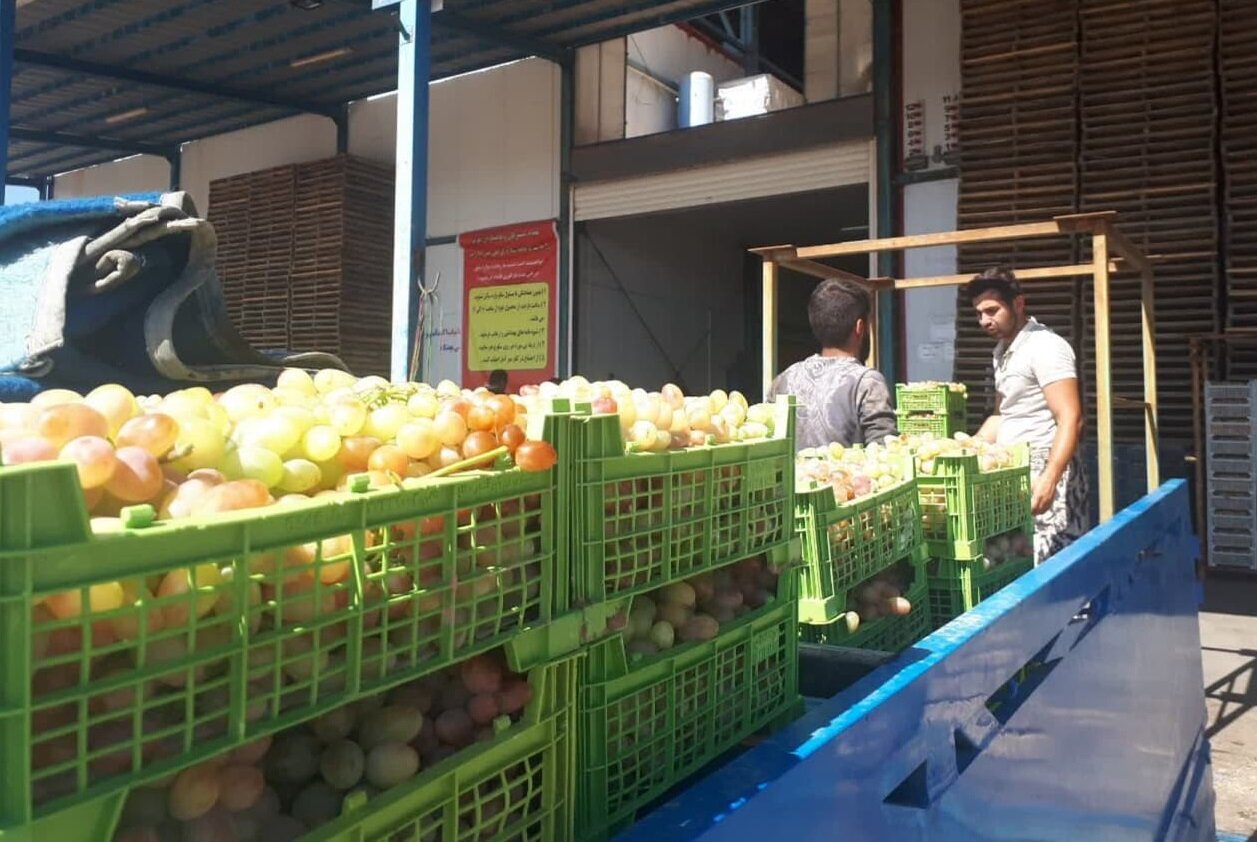 کاهش ۵۰ درصدی تولید انگور در خلیل‌آباد / صادرات انگور آغاز شد