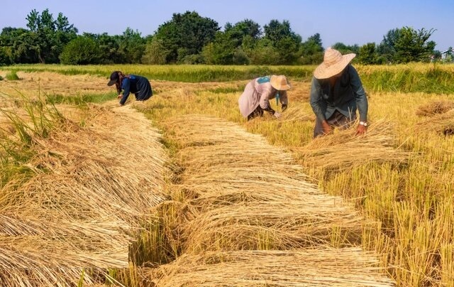 تاکید بر ممنوعیت واردات برنج در فصل برداشت