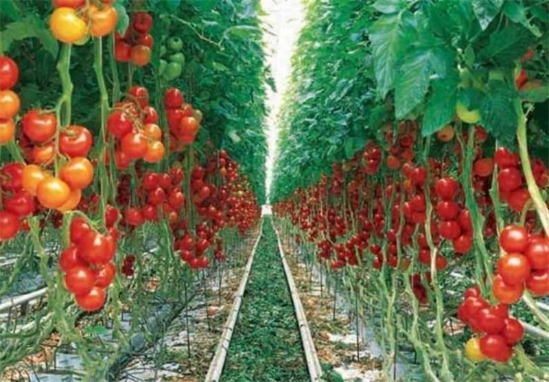 رتبه دوم استان یزد در تولید محصولات گلخانه‌ای کشور