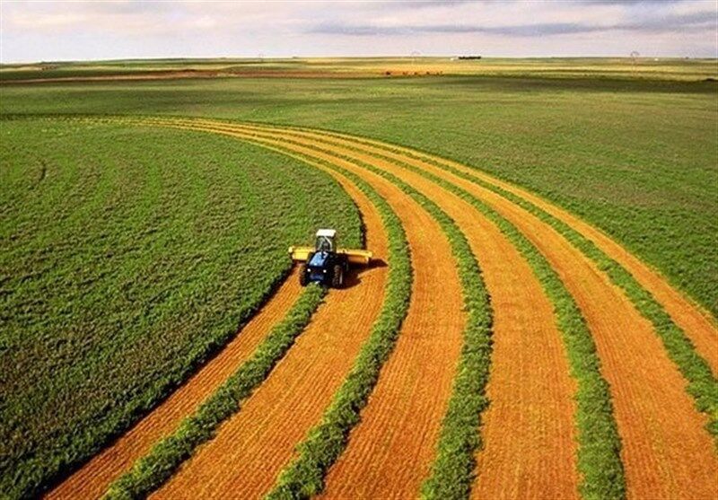 هدف گذاری ۵۲۰ هزار هکتار از زمین‌های همدان برای طرح جهش تولید دیمزار‌ها 