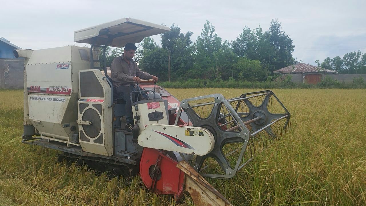 نخستین برداشت ماشینی برنح در گیلان در شهرستان صومعه سرا