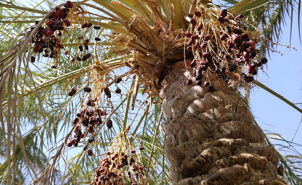 عارضه پژمردگی خوشه در کمین نخیلات استان بوشهر