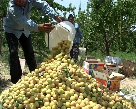 پیش بینی برداشت بیش از  ۳۱ هزار تن زردآلو در آذربایجان‌غربی