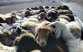 دستگیری سارقان ۲۵ راس گوسفند در بردسکن