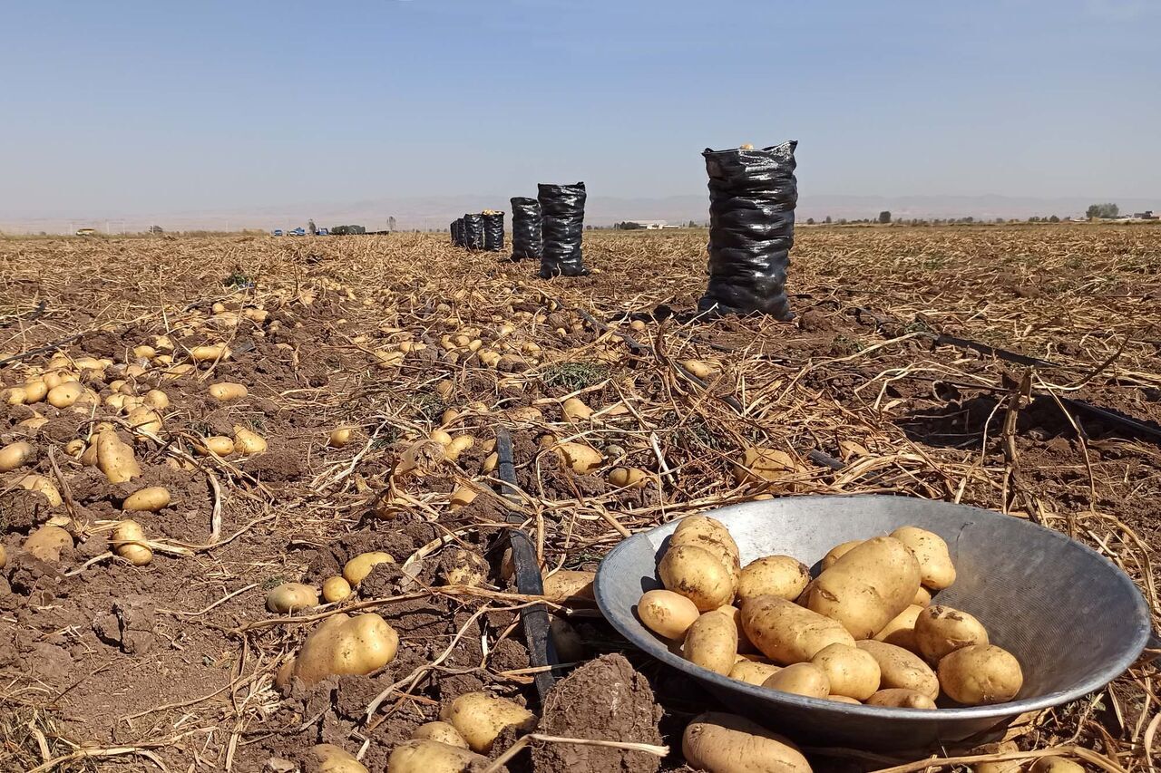 پیش بینی برداشت بیش از ۶۱ هزار تن سیب زمینی در آذربایجان‌غربی