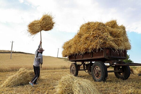 خرید ۷۴ هزار تن گندم از کشاورزان کهگیلویه و بویراحمد