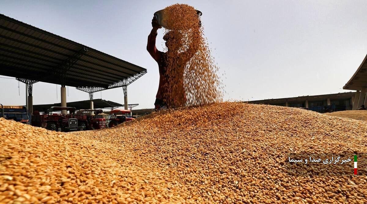 خرید تضمینی ۳۱۴ هزار تن گندم در کردستان