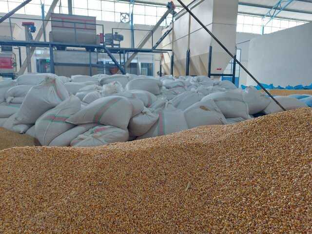 تولید  ۸۰۰۰ تن بنتونیت ویژه خوراک دام، طیورو آبزیان در خراسان جنوبی