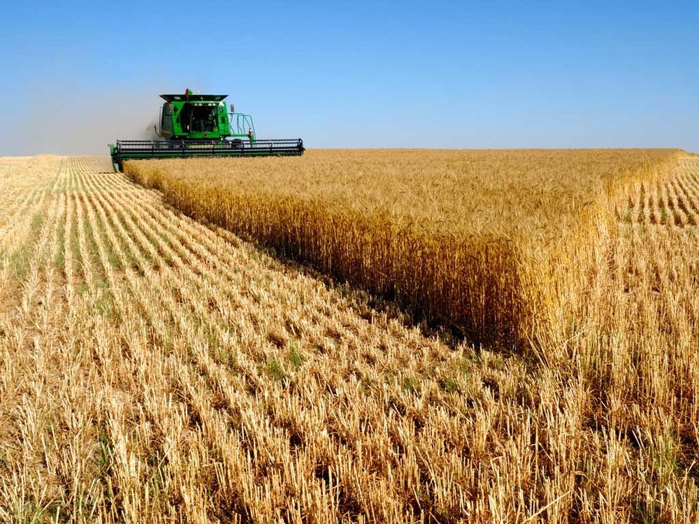 خرید بیش از ۸۳ هزار تن گندم از کشاورزان آذربایجان غربی