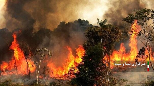 آتش بیش سه هزار هکتار از جنگل‌های لرستان را خاکستر کرد